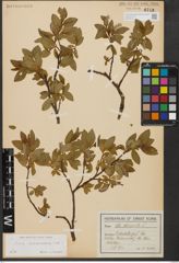 Foto von Salix waldsteiniana Willd.